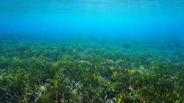 Posidonia oceanica o praderas de posidonia: ¿qué es, cuál es su hábitat y para qué sirve? - ¿Qué es la posidonia oceánica y cuáles son sus características?