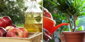 Vinagre para las plantas: para qué sirve, cómo usarlo y precauciones