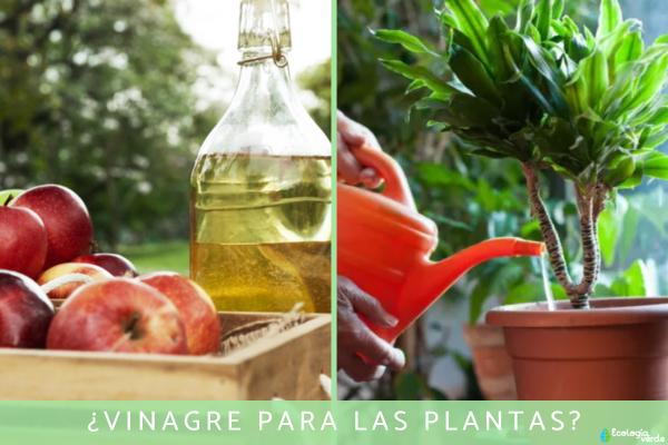 Vinagre para las plantas: para qué sirve, cómo usarlo y precauciones