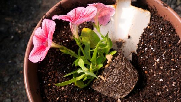 Ahora es el mejor momento para plantar petunias: así debes cuidarlas para alegrar tu hogar con sus flores - Cómo plantar petunias paso a paso