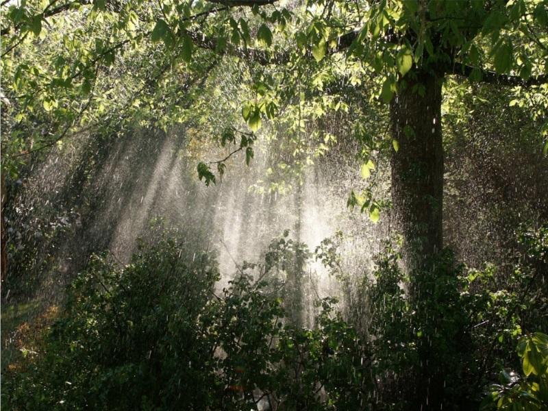 Cuál es la importancia de la conservación de la flora y la fauna Cuál es la importancia de la conservación de la flora y la fauna