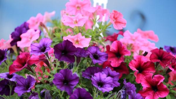 Ahora es el mejor momento para plantar petunias: así debes cuidarlas para alegrar tu hogar con sus flores - Mucho sol y el lugar adecuado