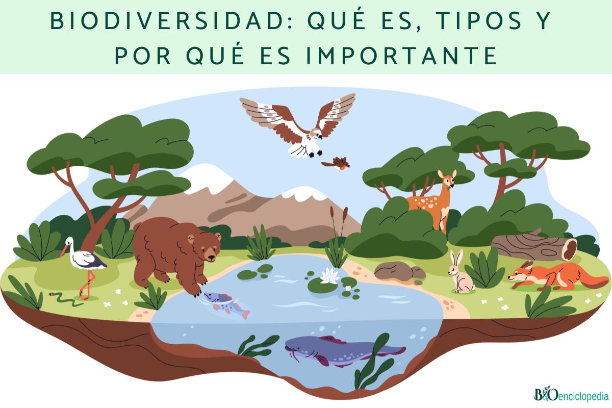 Biodiversidad: qué es, tipos y por qué es importante