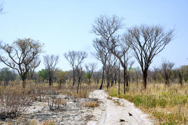 Biodiversidad: qué es, tipos y por qué es importante - Causas de la pérdida de biodiversidad 