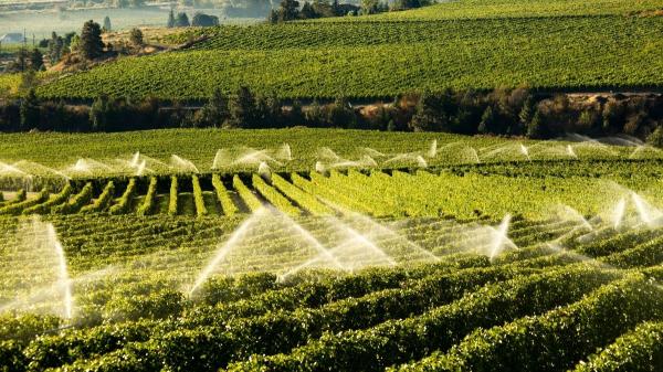 Aguas residuales en la agricultura: la frontera invisible que puede comprometer la seguridad alimentaria - Los beneficios que hacen crecer la reutilización de aguas residuales para la agricultura