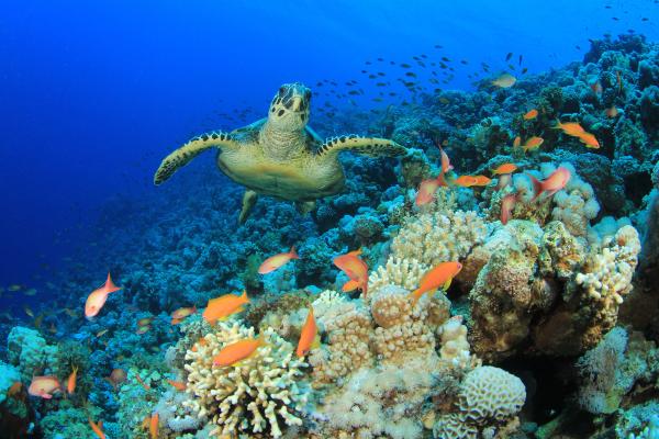 Biodiversidad: qué es, tipos y por qué es importante - Qué es la biodiversidad 