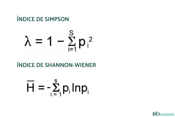 Biodiversidad: qué es, tipos y por qué es importante - Tipos de biodiversidad 
