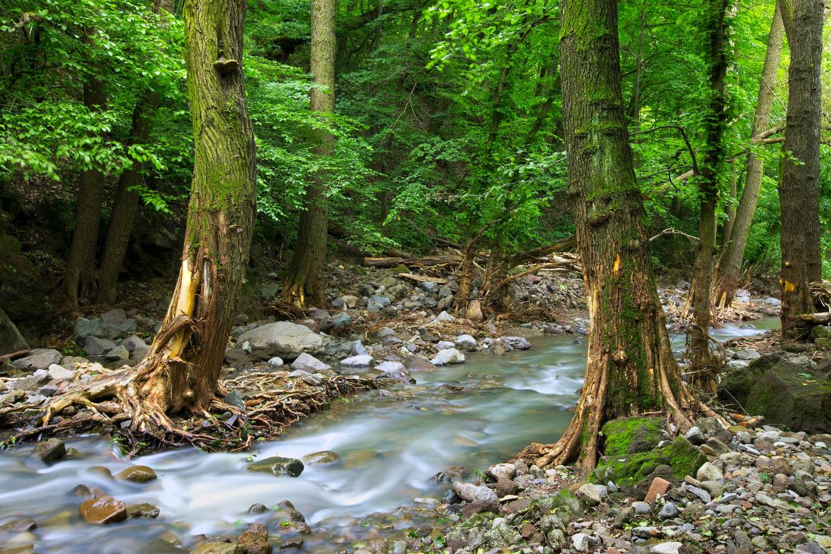 Qué es un arroyo y cómo se forma