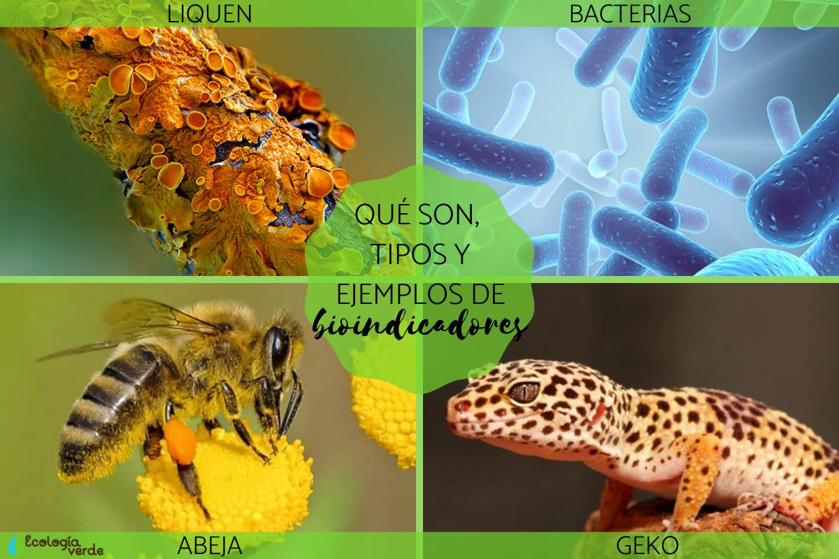 Bioindicadores: qué son, tipos y ejemplos