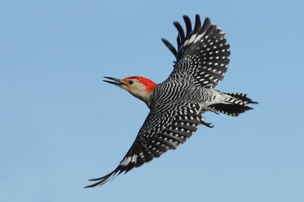 Pájaro carpintero - Características del pájaro carpintero 