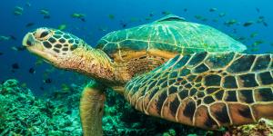 Tortuga verde