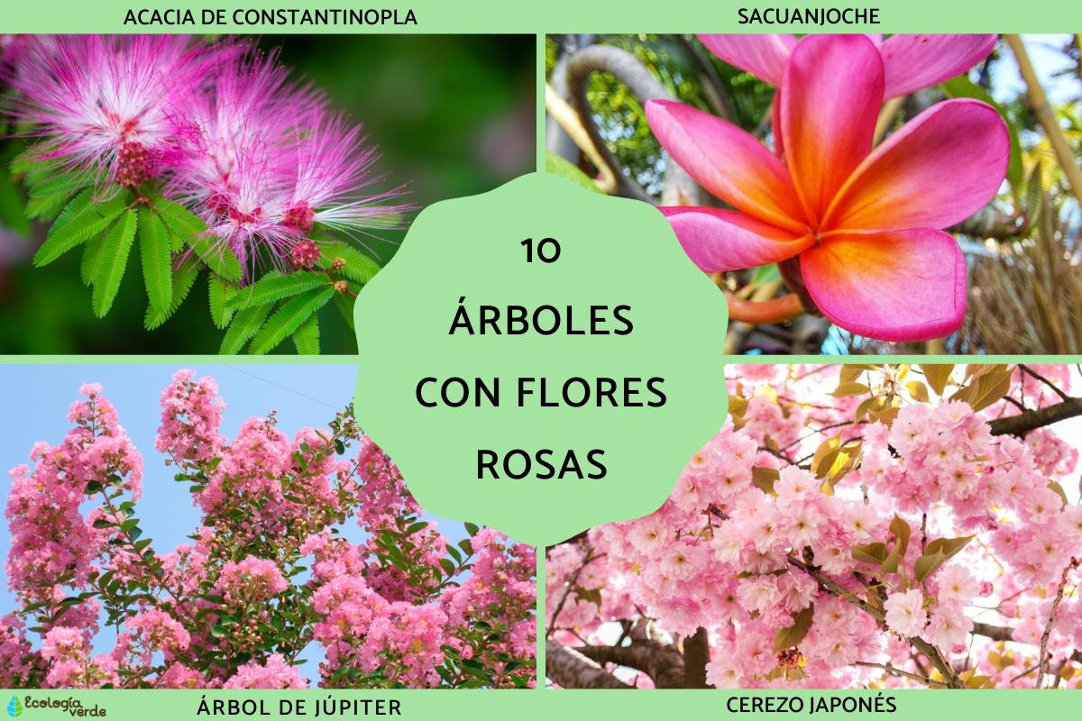 Árboles con flores rosas