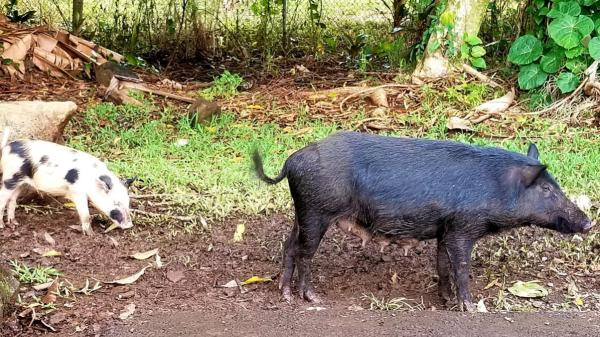 En 1807 dejaron cerdos en una isla para alimentar a los náufragos: 192 años después, sus descendientes eran muy distintos - Casi dos siglos viviendo como animales salvajes los cambiaron por completo
