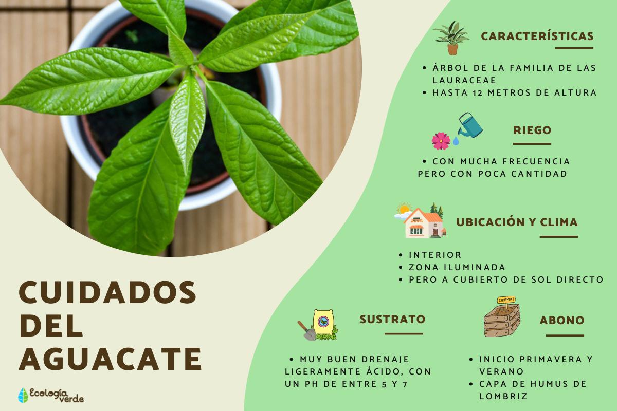 Cuidados del aguacate en maceta
