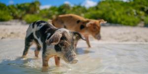 En 1807 dejaron cerdos en una isla para alimentar a los náufragos: 192 años después, sus descendientes eran muy distintos