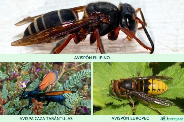 ¿Cuál es la avispa más grande y peligrosa del mundo? - ¿Hay otras avispas grandes y peligrosas en el mundo?