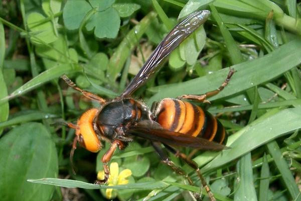 ¿Cuál es la avispa más grande y peligrosa del mundo? - ¿Qué especie de avispa es la más grande y peligrosa del mundo? 