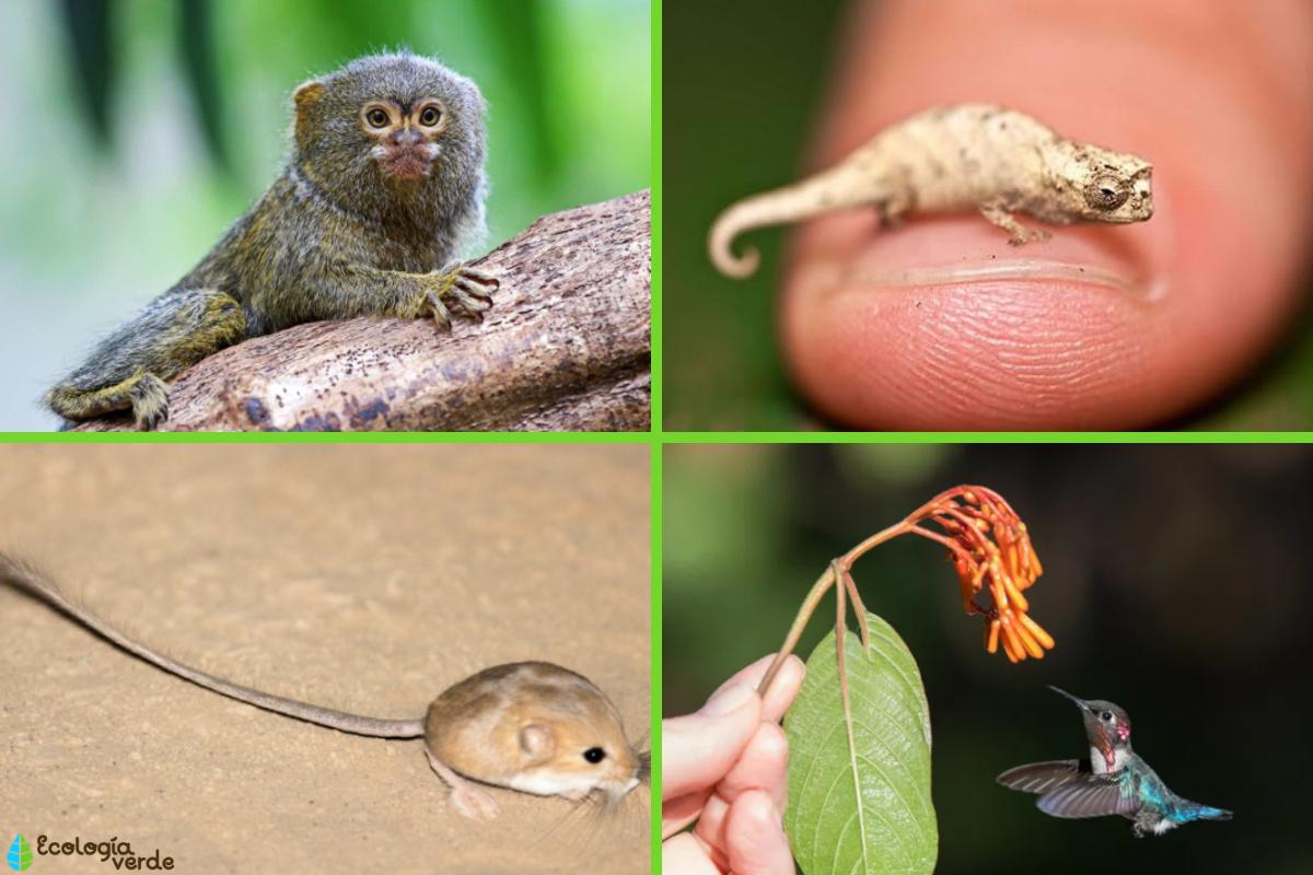 Los animales más pequeños del mundo