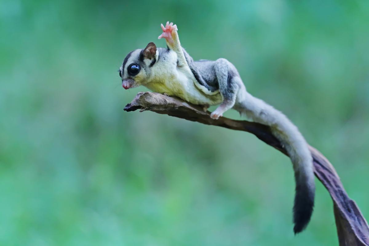 Evolución paralela: qué es y ejemplos