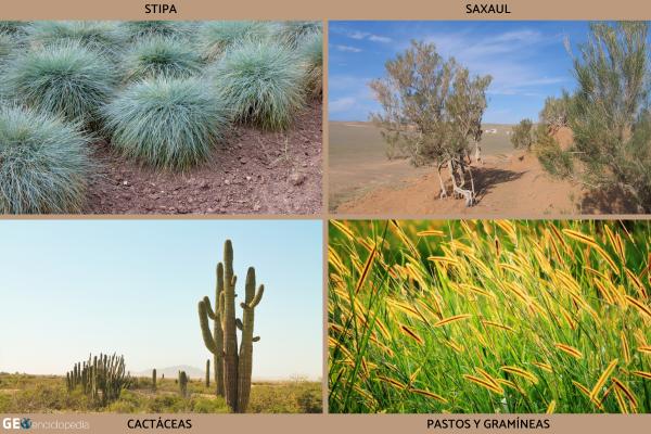 Estepa: qué es, clima, flora, fauna y ejemplos - Flora de la estepa