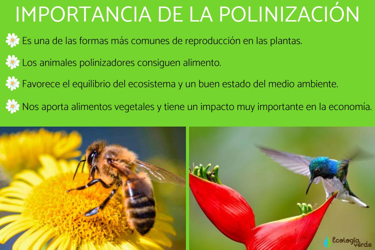 Importancia de la polinización