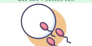 Células germinales: qué son y cuáles son