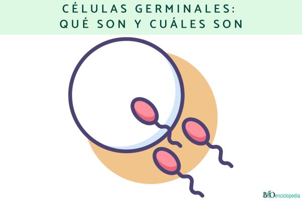 Células germinales: qué son y cuáles son