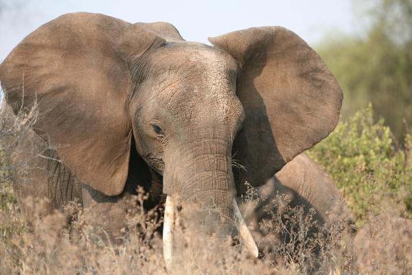 ¿Por qué los elefantes tienen las orejas grandes? - ¿Las orejas grandes protegen a los elefantes de los depredadores?