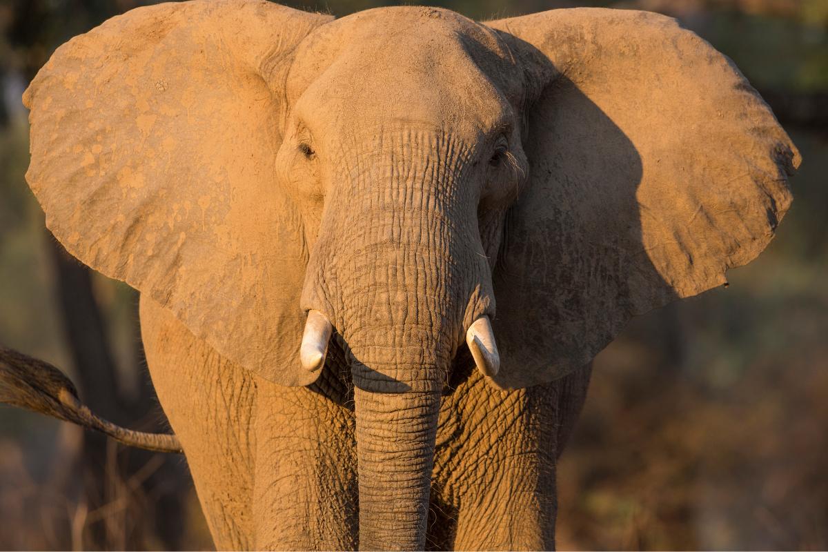 ¿Por qué los elefantes tienen las orejas grandes?