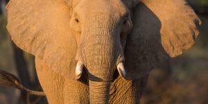¿Por qué los elefantes tienen las orejas grandes?