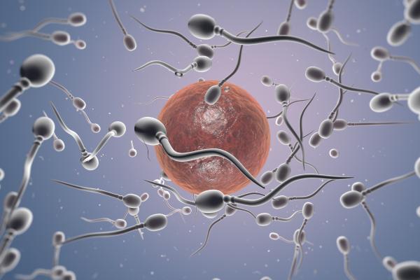 Células germinales: qué son y cuáles son - Qué son las células germinales  