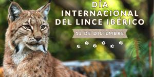Día Internacional del Lince Ibérico: cuándo es y cómo ayudar a esta especie