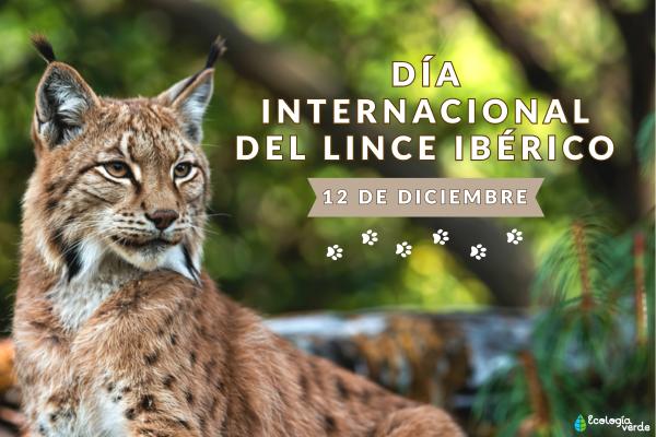 Día Internacional del Lince Ibérico: cuándo es y cómo ayudar a esta especie