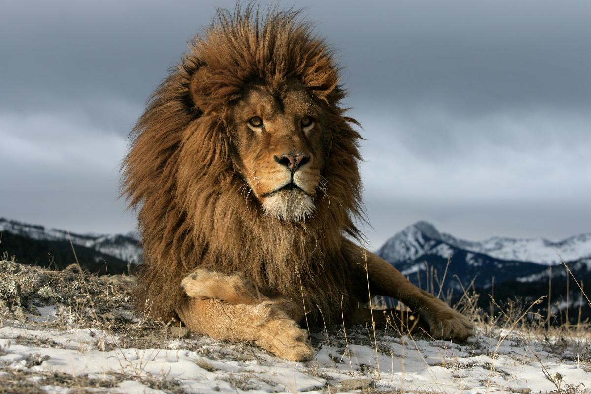 Tipos de leones Nombres y fotos