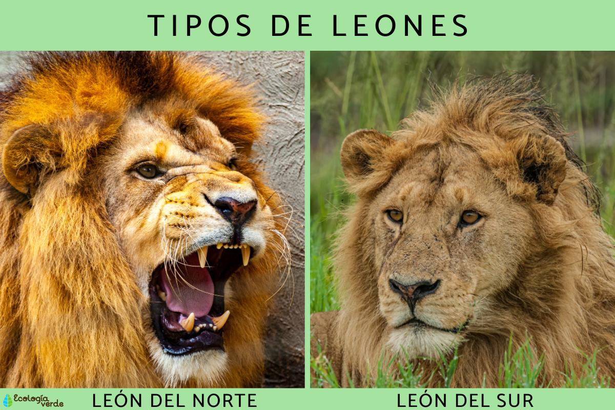 Tipos de leones