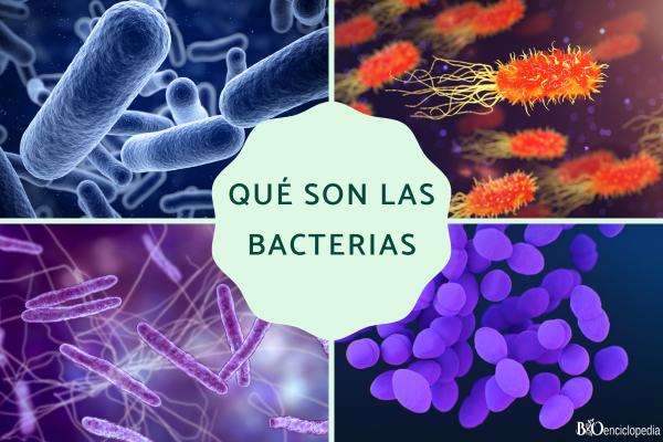 Bacterias: qué son, tipos, características, ejemplos y reproducción