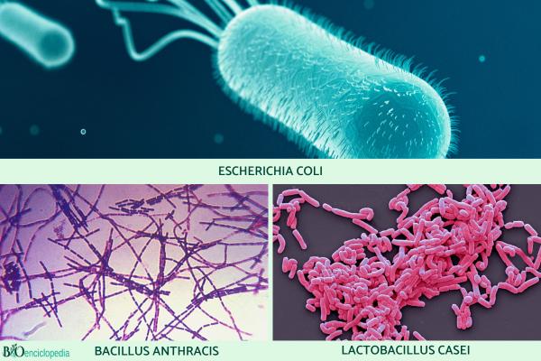 Bacterias: qué son, tipos, características, ejemplos y reproducción - Ejemplos de bacterias