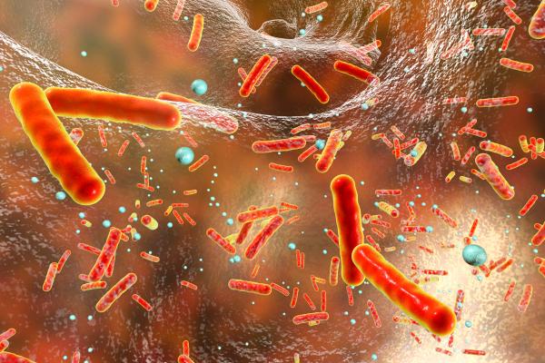 Bacterias: qué son, tipos, características, ejemplos y reproducción - Qué son las bacterias