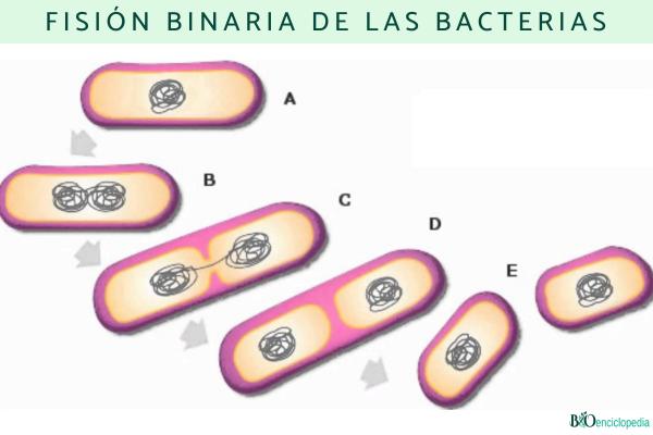 Bacterias: qué son, tipos, características, ejemplos y reproducción - Reproducción de las bacterias 