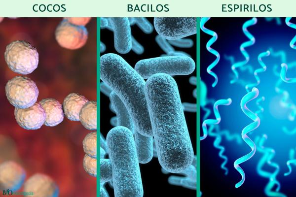 Bacterias: qué son, tipos, características, ejemplos y reproducción - Tipos de bacterias