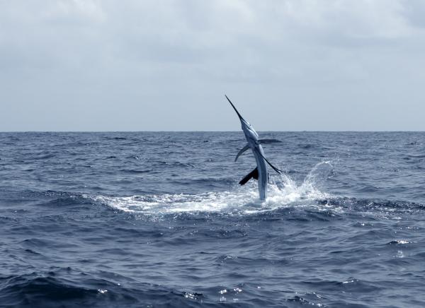 Pez espada - Comportamiento del pez espada