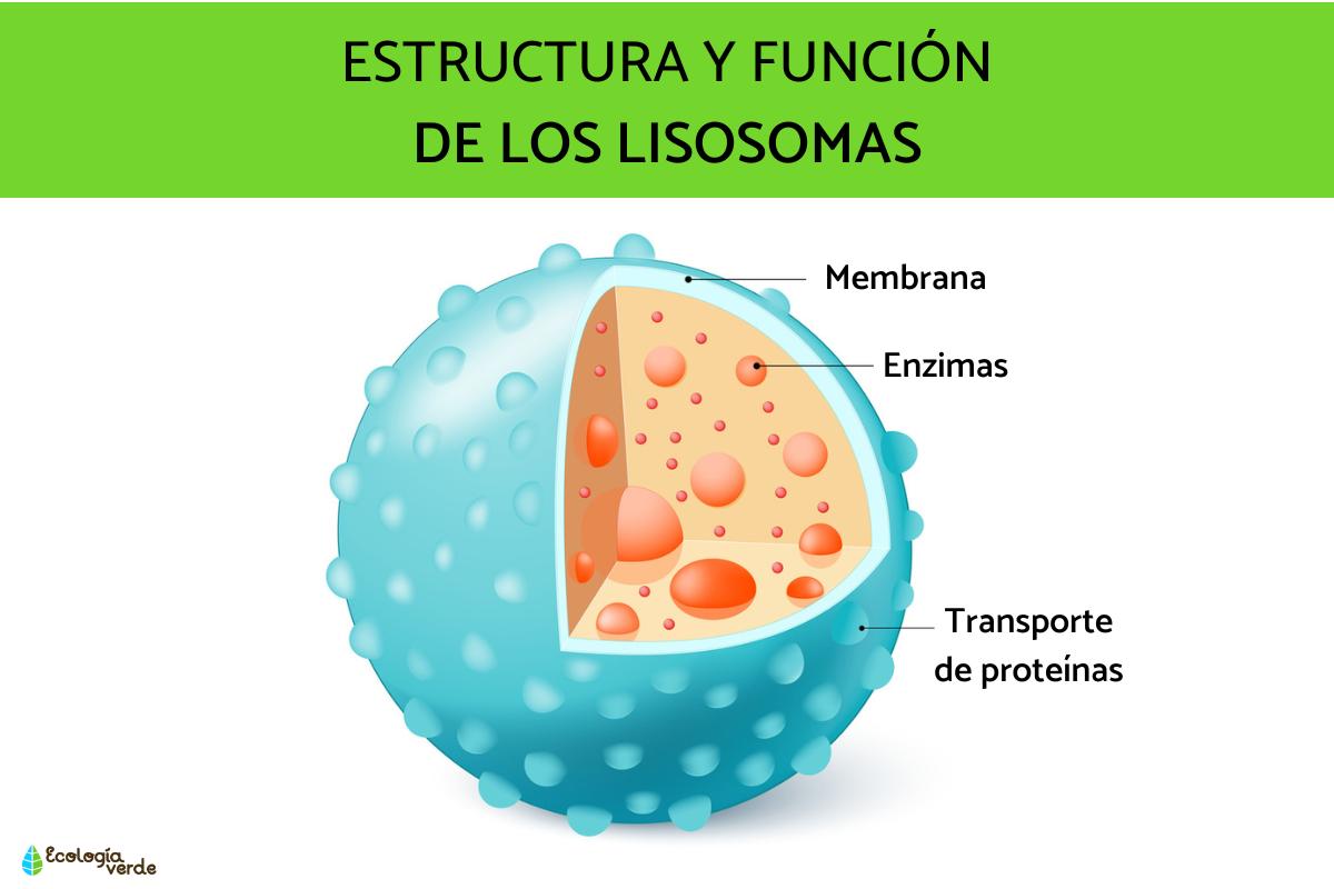 Lisosomas: definición, características y función