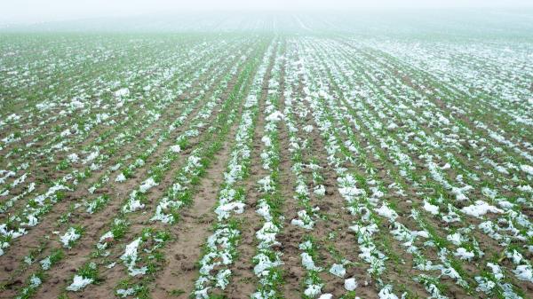 Los Santos de Hielo llegan en mayo: qué son y por qué todavía puede hacer frío casi invernal - Por qué preocupaban tanto a la gente del campo