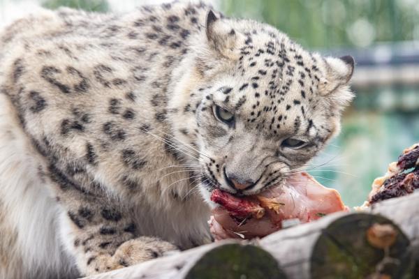 Leopardo de las nieves - Alimentación del leopardo de las nieves