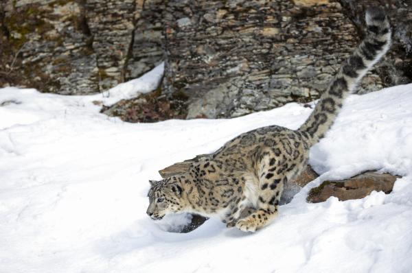 Leopardo de las nieves - Características del leopardo de las nieves