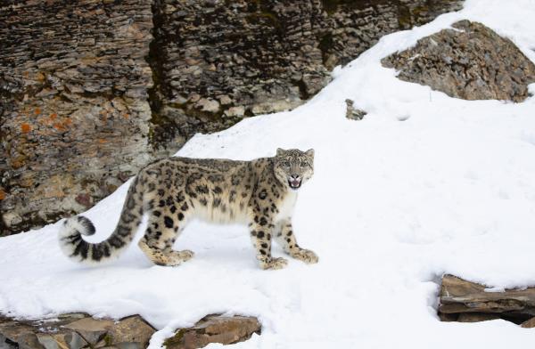Leopardo de las nieves - Comportamiento del leopardo de las nieves
