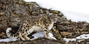 Leopardo de las nieves