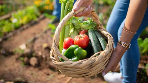 Qué plantar en julio en el huerto en España: calendario, cultivos y tareas para una buena cosecha - Qué plantar en julio en el huerto según tu zona climática en España