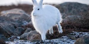 Liebre ártica