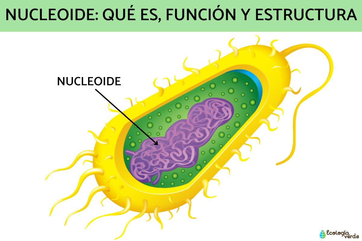 Nucleoide: qué es, función y estructura